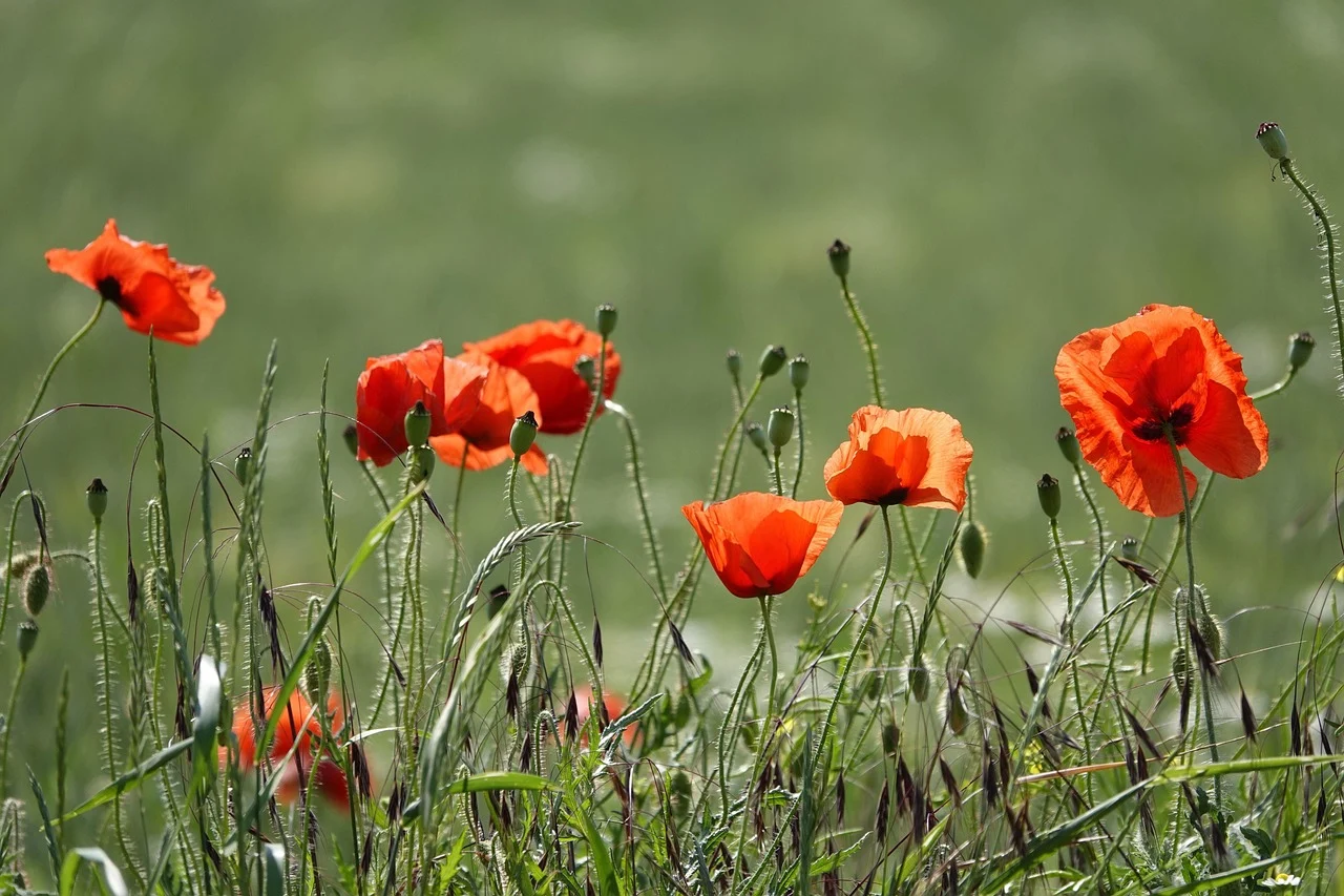 PALLIATIVE CARE TRAINING FOR CARE HOME STAFF – MARCH 2026